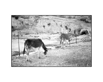 Donkeys, The Merinid, Fes Photographic Art Print, 3 of 4