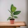 Ficus Rubber Plant 12cm Pot In Peat Free Compost, thumbnail 5 of 5
