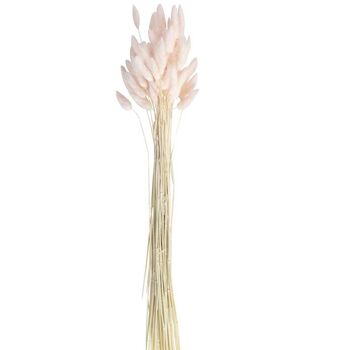Soft Pink Bunny Tails Dried Grass, 2 of 3