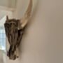 61cm Driftwood Bull Head With Horns Wooden Wall Decor, thumbnail 6 of 9