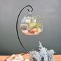 Diy Air Plant Terrarium Kit Hanging Terrarium Gift Light Blue, thumbnail 9 of 9