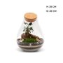 Diy Bonsai Terrarium Kit H: 25 Cm | 'Shanghai', thumbnail 2 of 9