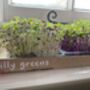 Grow Your Own Micro Herbs Letterbox Subscription, thumbnail 5 of 10