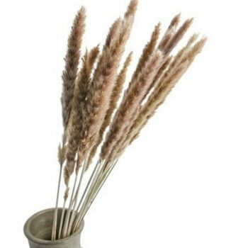 Pampas Grass Decor Quantity 15 Stalks In Natural Colour, 5 of 5