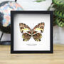 Glorious Begum Insect Bug Moth Butterfly Box Frame Entomology Taxidermy Interior Design Modern Home Decor Wall Hanging Gift Ornament, thumbnail 1 of 3
