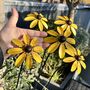 Set Of Five Rudbeckia Flower Sculptures, thumbnail 6 of 7