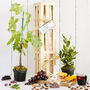 Grow Your Own Mulled Wine Gift Crate, thumbnail 1 of 10