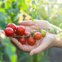 Tomato Plants 'Gardener's Delight' Nine X Plug Pack, thumbnail 4 of 5