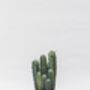 Pillar Cactus With Large Hand Cast Eco Pot, thumbnail 3 of 4