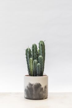 Pillar Cactus With Large Hand Cast Eco Pot, 3 of 4