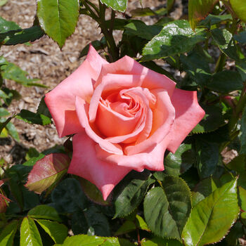 Hybrid Tea Rose 'Silver Jubilee' Plant In 5 L Pot, 5 of 6