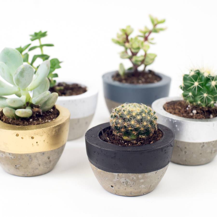 colour block mini concrete plant pot by bells and whistles make ...