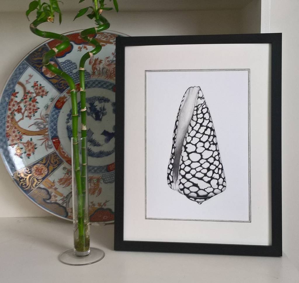 Framed Limited Edition Marble Cone Shell Giclee Print, 1 of 6