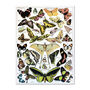 Butterflies Moths Scientific Vintage Wall Art Print, thumbnail 2 of 4