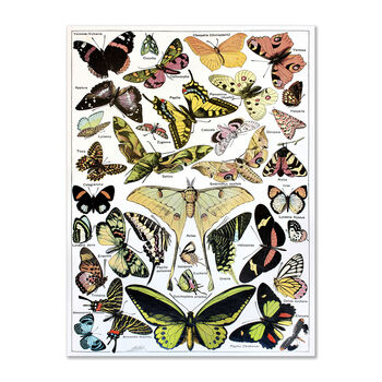 Butterflies Moths Scientific Vintage Wall Art Print, 2 of 4