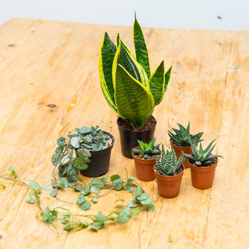 Five Succulent Plant Selection / Gift Set, 2 of 4