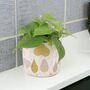 Trailing Heartleaf Philodendron In 12cm Pot, thumbnail 3 of 12