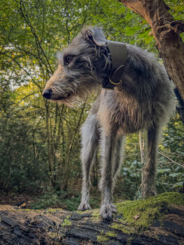 Grey Leather Whippet Collar Can Be Personalised, 5 of 12