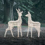 Plug In LED Reindeer Xl Stag And Doe Christmas Figures, thumbnail 6 of 6