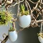 Hanging Eggs Filled With Muscari, thumbnail 3 of 8