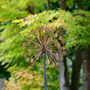 Rusty Metal Allium Garden Ornament, thumbnail 6 of 7