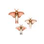 Set Of Three Comet Butterflies 3D Wall Decorations, thumbnail 2 of 4