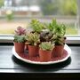 Mixed Succulents 10 Pack – Easy Care Indoor Plants In Pots, thumbnail 1 of 2