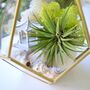 Gold Geometric Terrarium Kit With Air Plant Lover Gift Mother's Day, thumbnail 9 of 9