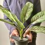 Artificial Potted Leafy Plant, thumbnail 1 of 5