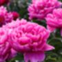 Peony Plants, thumbnail 5 of 7
