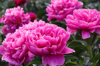 Peony Plants, 5 of 7