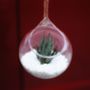 Hanging Glass Orb Succulent Terrarium Kit, thumbnail 3 of 4