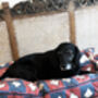 Custom Dog Bed, thumbnail 9 of 12