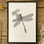 Y Is Yellow Side Clubtail Dragonfly Illustration Print, thumbnail 3 of 6