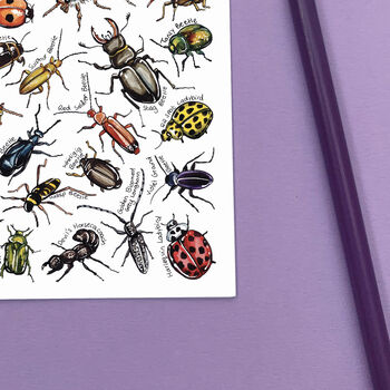 Beetles Of Britain Watercolour Postcard, 6 of 8