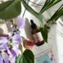 Herbal Brightening Facial Oil, thumbnail 4 of 5