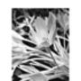 Autumn Crocus #One, Black And White, Art Print, thumbnail 5 of 7