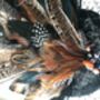 Pheasant Feather Fascinator, thumbnail 3 of 3