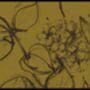 Aquatint Wallpaper Mustard, thumbnail 6 of 8