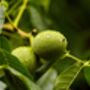 Walnut Tree, 'Juglans Regia', thumbnail 6 of 8