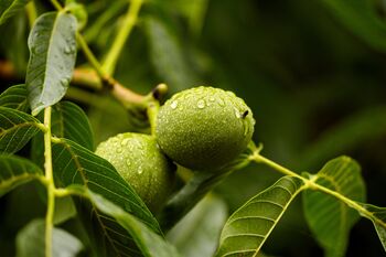Walnut Tree, 'Juglans Regia', 6 of 8