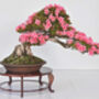 Grow Your Own Bonsai Tree Houseplant Gift Set, thumbnail 2 of 6