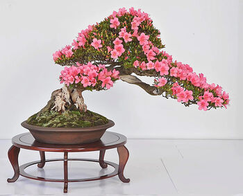 Grow Your Own Bonsai Tree Houseplant Gift Set, 2 of 6