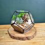 Black Geometric Terrarium Kit With Succulent, thumbnail 3 of 11