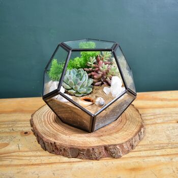 Black Geometric Terrarium Kit With Succulent, 3 of 11