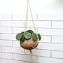 Pilea Peperomioides Chinese Money Plant Hanging Planter, thumbnail 1 of 4