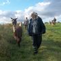 90 Minute Walk With Alpacas Experience, thumbnail 6 of 8