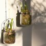 Ribbed Glass Jar With Spring Bulbs Muscari, Set Of Two, thumbnail 5 of 7