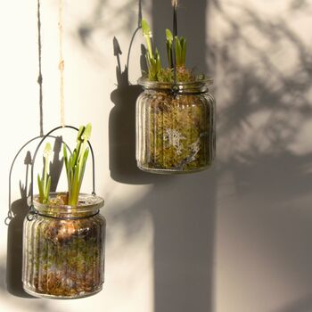 Ribbed Glass Jar With Spring Bulbs Muscari, Set Of Two, 5 of 7