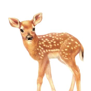 Illustrated Deer Print, 2 of 3